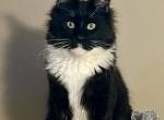 Frank Sinatra - Maine Coon Cat For Sale - Salem&comma; OH&comma; US