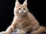 Carl - Maine Coon Kitten For Sale - Hollywood&comma; FL&comma; US