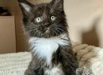 Johnny Catssh - Maine Coon Kitten For Sale - Salem&comma; OH&comma; US