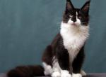 Yancy - Maine Coon Kitten For Sale - Hollywood&comma; FL&comma; US