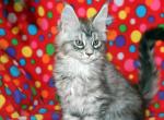 All Reserved at this Time - Maine Coon Kitten For Sale - Clarion&comma; PA&comma; US