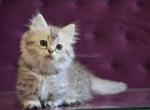 Watson short legs munchkin silver minuet napoleon - Munchkin Kitten For Sale - TX&comma; US