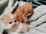 Purrfectly Persian - Persian Kitten For Sale - Peachtree City&comma; GA&comma; US