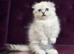 Wilyam short legs munchkin kilt scottish fold - Munchkin Kitten For Sale - TX&comma; US