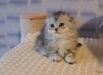 Zeus short legs munchkin kilt scottish fold - Munchkin Kitten For Sale - TX&comma; US