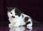 Chaplin short legs munchkin kilt scottish fold - Munchkin Kitten For Sale - TX&comma; US