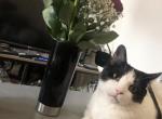 Chester - Domestic Cat For Adoption - Brooklyn&comma; NY&comma; US