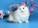 Chester odd eye short legs munchkin minuet - Munchkin Kitten For Sale - TX&comma; US