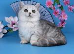 Freya minuet silver tabby short legs munchkin - Munchkin Kitten For Sale - TX&comma; US