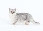 Victorville CA Cathy silver munchkin short leg - Munchkin Kitten For Sale - CA&comma; US