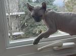 Torti - Sphynx Kitten For Sale - Chicago&comma; IL&comma; US