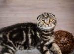 Charlie butterfly tabby marble boy scottish fold - Scottish Fold Kitten For Sale - Houston&comma; TX&comma; US