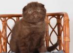 Dunkan rare chocolate solid scottish fold baby boy - Scottish Fold Kitten For Sale - Houston&comma; TX&comma; US