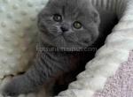 Ophelia blue solid scottish fold baby girl - Scottish Fold Kitten For Sale - Houston&comma; TX&comma; US