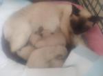 Simaese kittens - Siamese Kitten For Sale - Westbrookville&comma; NY&comma; US
