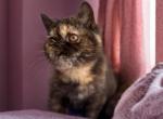 Elora - Exotic Kitten For Sale - Lexington&comma; KY&comma; US