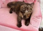 Sinda - Exotic Kitten For Sale - Lexington&comma; KY&comma; US