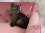 Adelina - Exotic Kitten For Sale - Lexington&comma; KY&comma; US