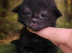 Yamir  Black Smoke Polydactyl Boy - Maine Coon Kitten For Sale - Providence&comma; RI&comma; US