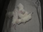 Elsa - Exotic Kitten For Sale - 