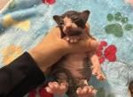 Buddisimo - Sphynx Kitten For Sale - Chicago&comma; IL&comma; US