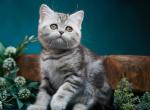 Trinity - Scottish Straight Kitten For Sale - Hollywood&comma; FL&comma; US
