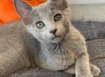 Jerome - Russian Blue Kitten For Sale - Hollywood&comma; FL&comma; US