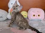 Wendy - Bengal Kitten For Sale - Pembroke Pines&comma; FL&comma; US