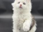 Hamilton - Maine Coon Kitten For Sale - Pembroke Pines&comma; FL&comma; US
