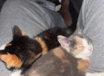 Lennox - Domestic Cat For Adoption - Columbia&comma; SC&comma; US