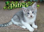 Patrick AKA Smudge - Domestic Kitten For Sale - Fort Pierce&comma; FL&comma; US