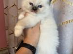 Seal mitted male - Ragdoll Kitten For Sale - Butler&comma; PA&comma; US