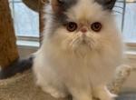 Jimmy - Persian Cat For Sale/Retired Breeding - Kansas City&comma; MO&comma; US
