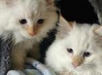 2 Rambunctious Red Ragdolls - Ragdoll Kitten For Sale - Madison&comma; TN&comma; US