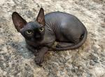 Bluey - Sphynx Kitten For Sale - Orlando&comma; FL&comma; US