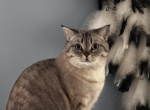 Lux - Scottish Fold Cat For Adoption - MA&comma; US