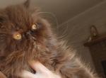 Rare cfa chocolate persian - Persian Cat For Sale - Woodburn&comma; IN&comma; US