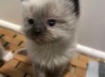 Missy - Balinese Kitten For Sale - Adams&comma; WI&comma; US