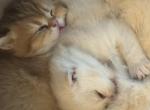 Scottish fold - Scottish Fold Kitten For Sale - Aurora&comma; CO&comma; US