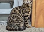 Brimmy - Bengal Cat For Sale - 