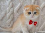 Vance ny12 golden scottish fold orange baby boy - Scottish Fold Kitten For Sale - Houston&comma; TX&comma; US