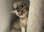 Sweethearts Litter - Scottish Straight Kitten For Sale - FL&comma; US