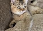 Sweet and affectionate kittens - Scottish Straight Kitten For Sale - FL&comma; US