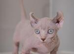 Dwelf girl - Bambino Kitten For Sale - FL&comma; US