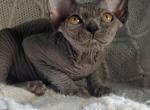 Blue Sphynx girl - Sphynx Kitten For Sale - 