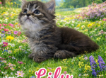 Lily - Munchkin Kitten For Sale - Neosho&comma; MO&comma; US