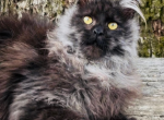 Onyx - Maine Coon Kitten For Sale - Jackson&comma; TN&comma; US