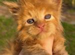 Roux - Maine Coon Kitten For Sale - Jackson&comma; TN&comma; US
