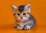 Weylin munchkin standard golden baby short legs - Munchkin Kitten For Sale - TX&comma; US