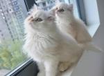 Lovelies Babys Persian Kittens - Persian Kitten For Sale - Miami&comma; FL&comma; US